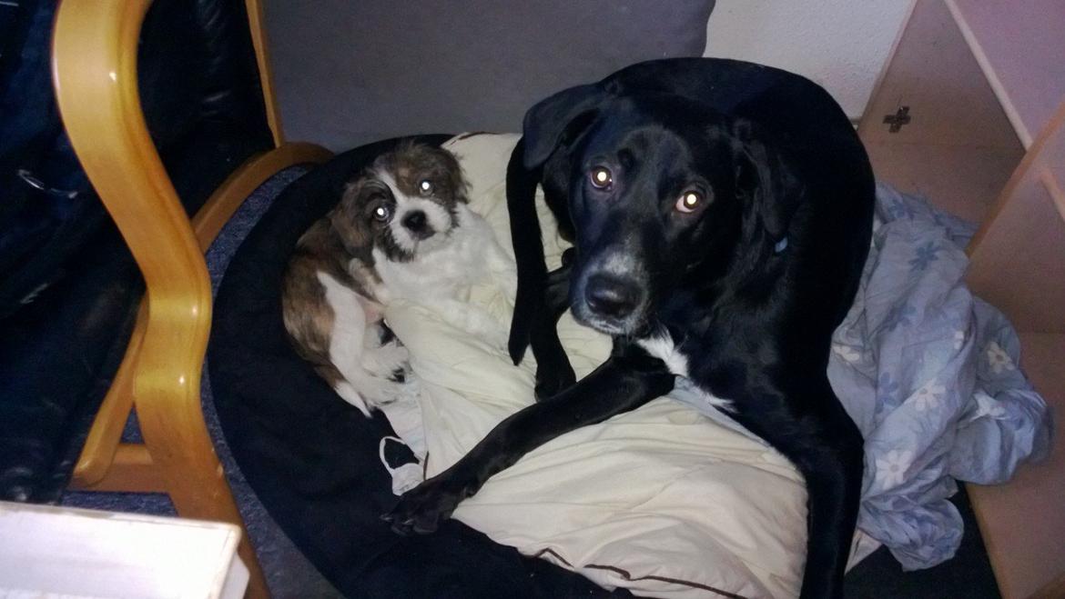 Blanding af racer Manse - Hvad? vi deler bare kurv:) billede 8