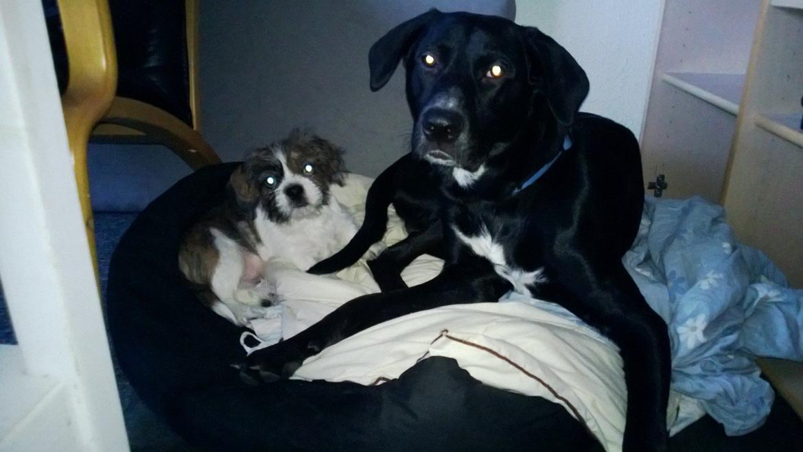 Blanding af racer Manse - Jeg har fået en lege-kammerat billede 9