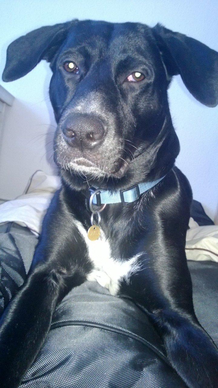 Blanding af racer Manse billede 10