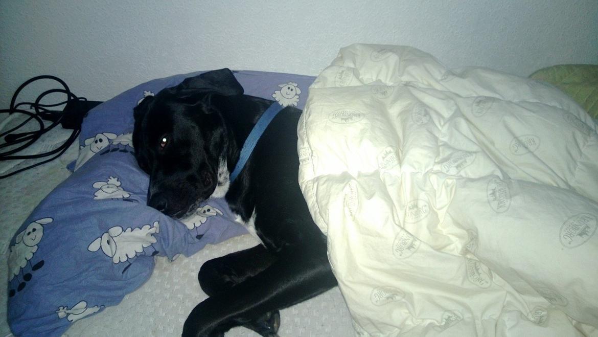 Blanding af racer Manse - Sov godt billede 11