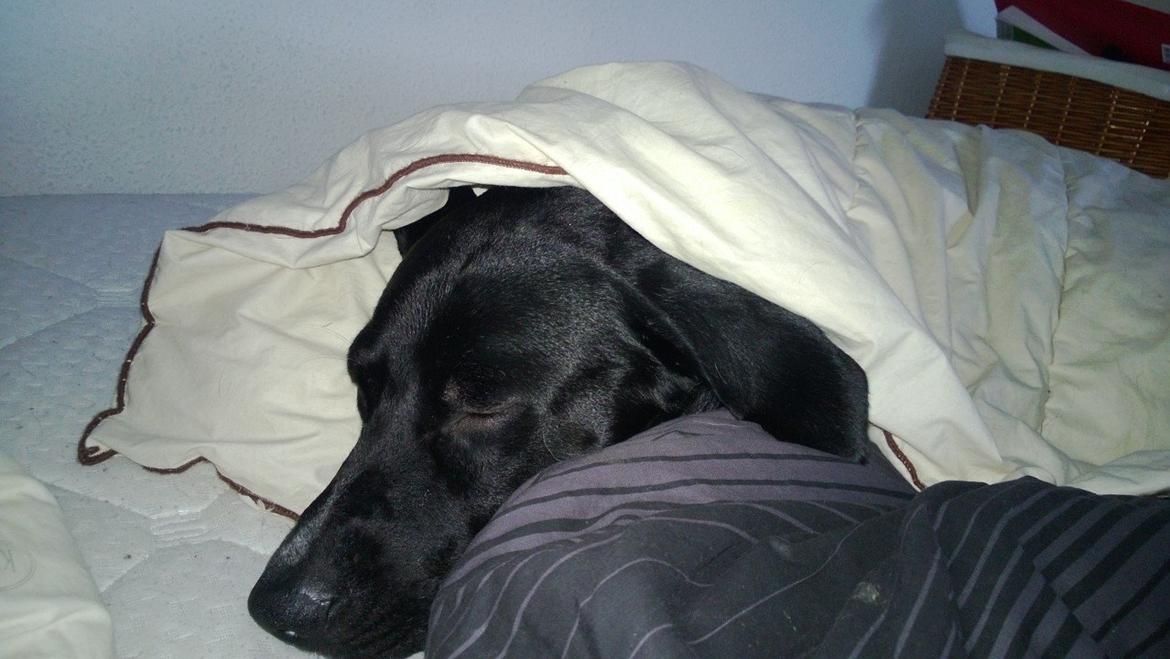 Blanding af racer Manse billede 12