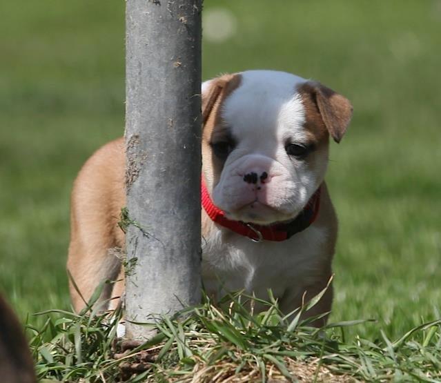Olde english bulldogge Drue's Laura billede 1