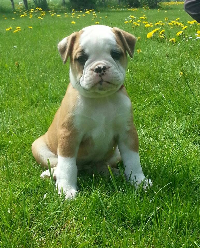 Olde english bulldogge Drue's Laura billede 3