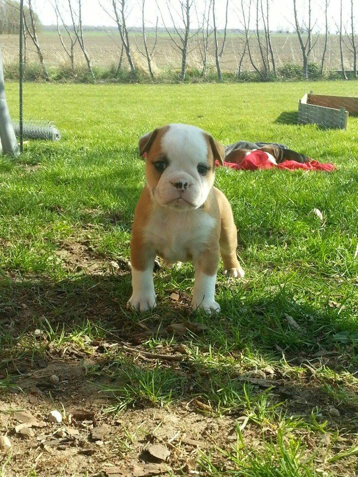 Olde english bulldogge Drue's Laura billede 4