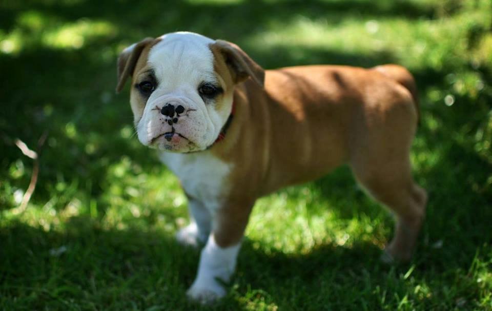 Olde english bulldogge Drue's Laura billede 5