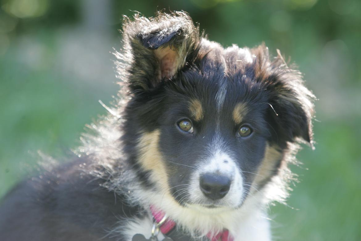Border collie Mille billede 12