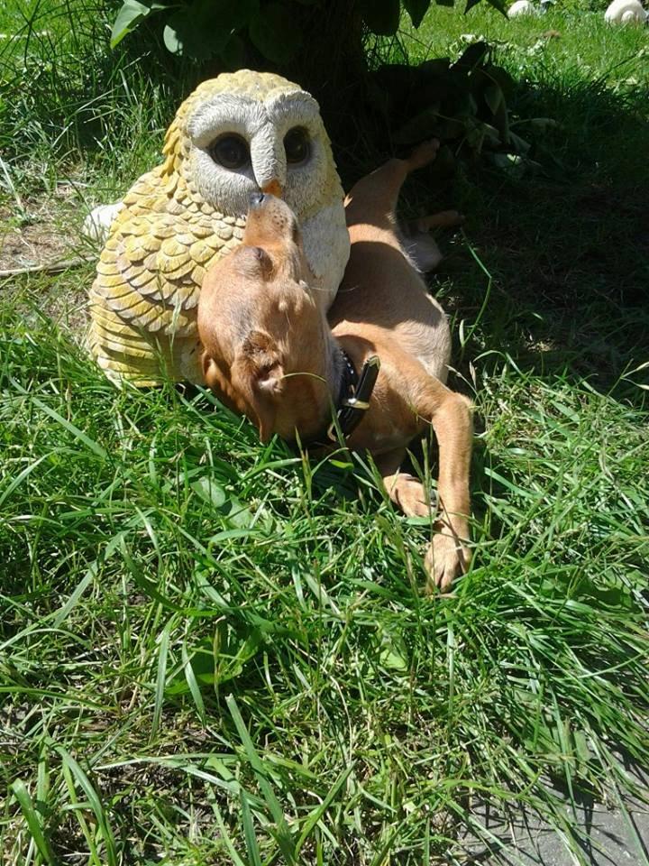 Chihuahua vera billede 17