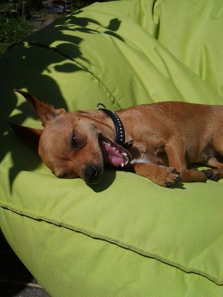 Chihuahua vera billede 8