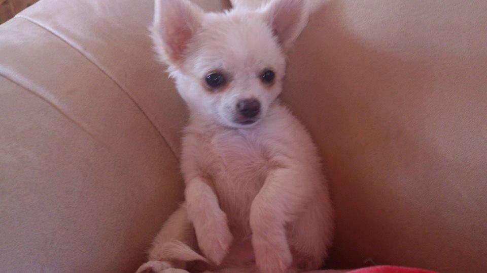 Chihuahua Mynthe billede 4