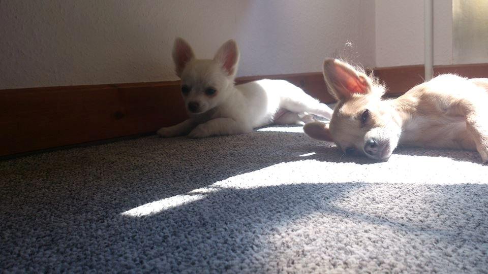 Chihuahua Zilke billede 1