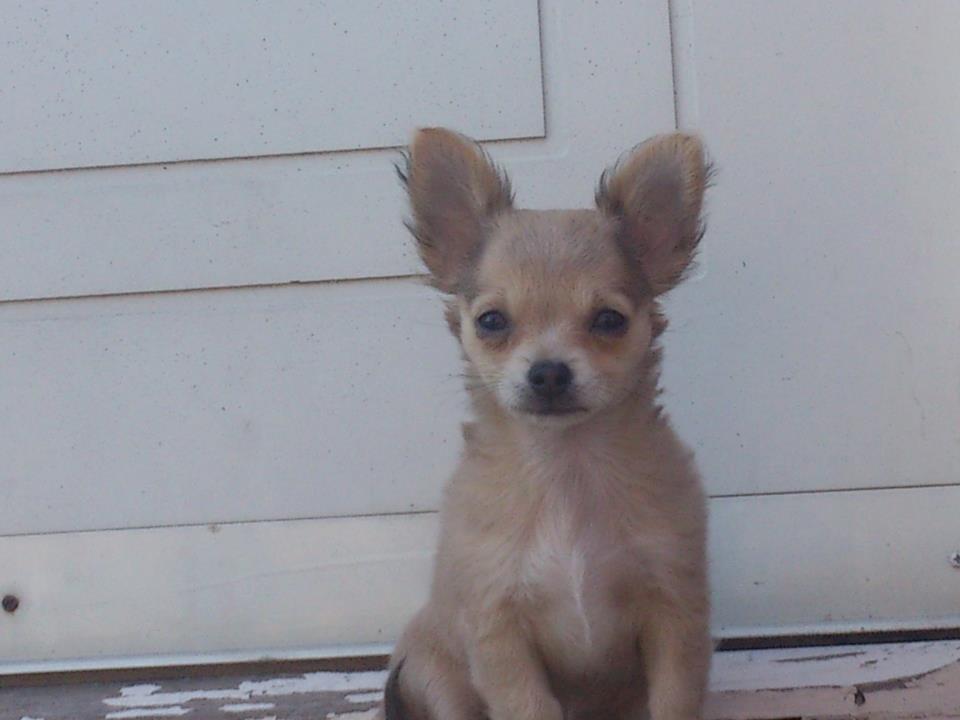 Chihuahua Zilke billede 2