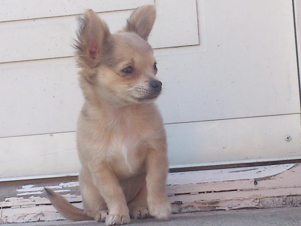 Chihuahua Zilke billede 3