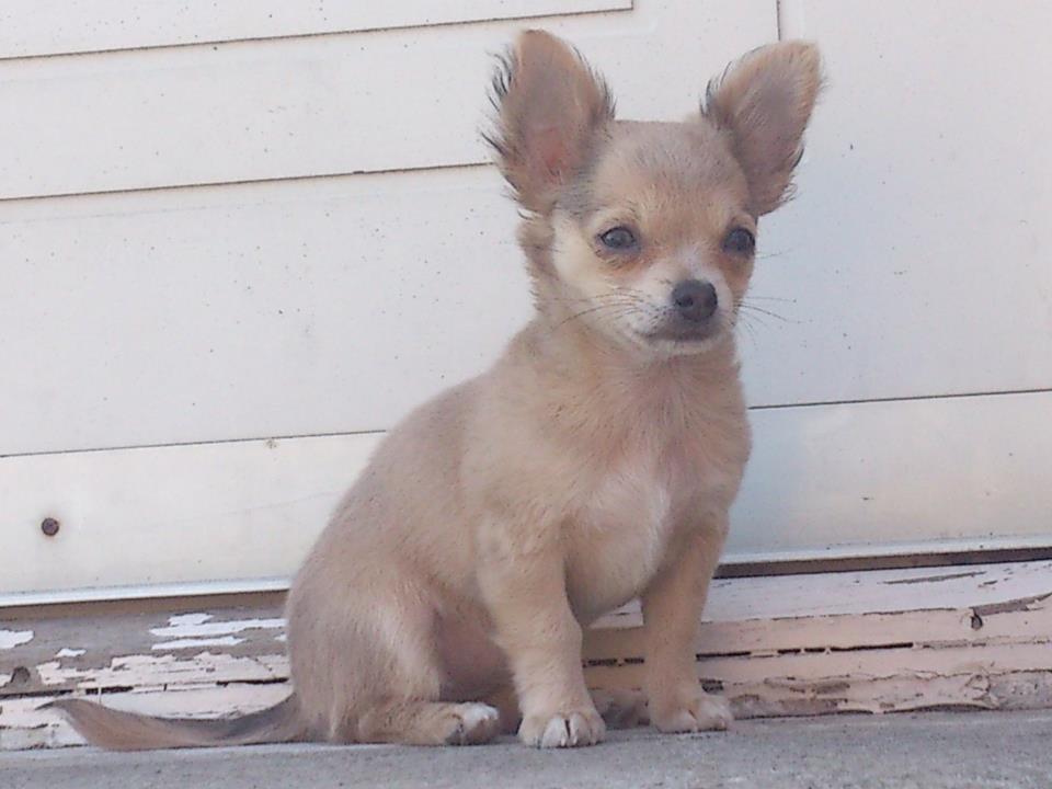 Chihuahua Zilke billede 4