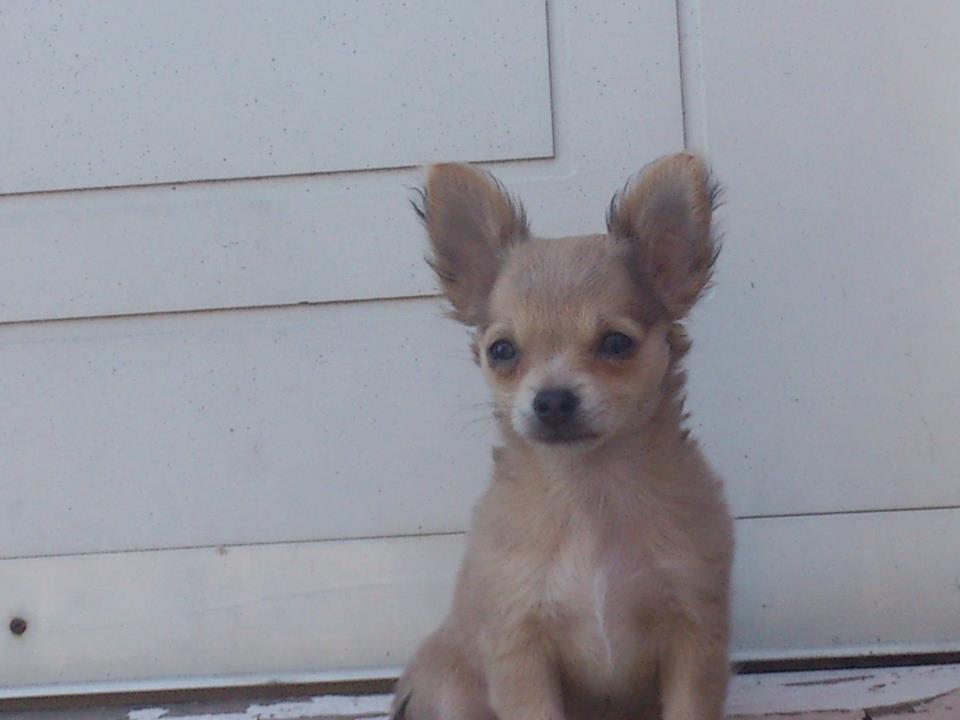 Chihuahua Zilke billede 5