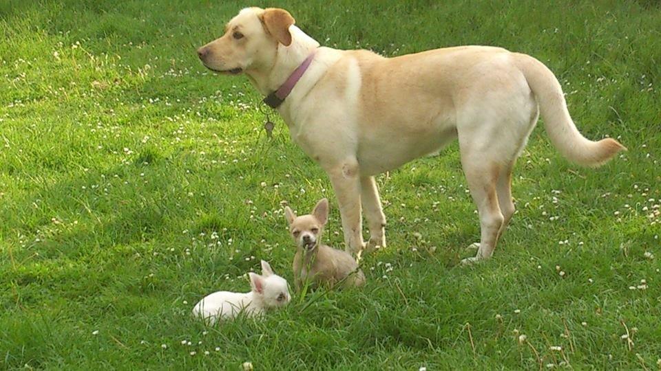 Blanding af racer Siggy billede 1