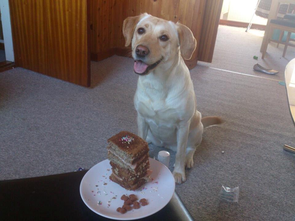 Blanding af racer Siggy - Siggy fyldte 2 år og fik hundelagkage. billede 2