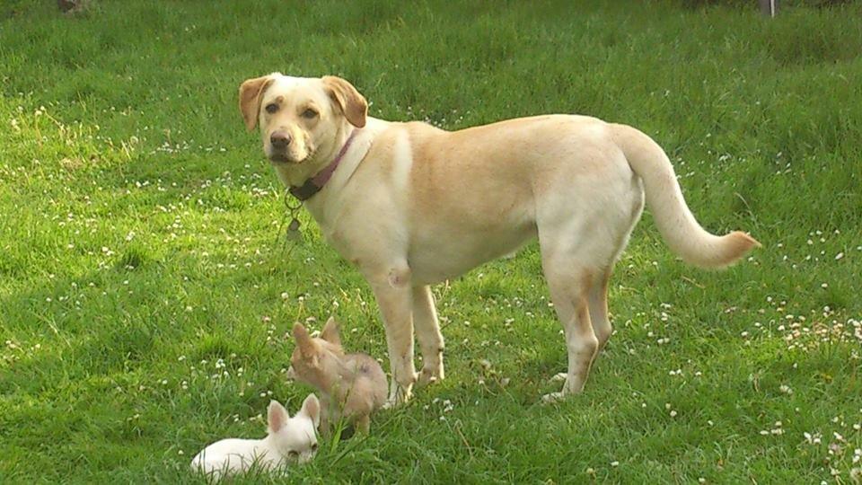 Blanding af racer Siggy billede 3