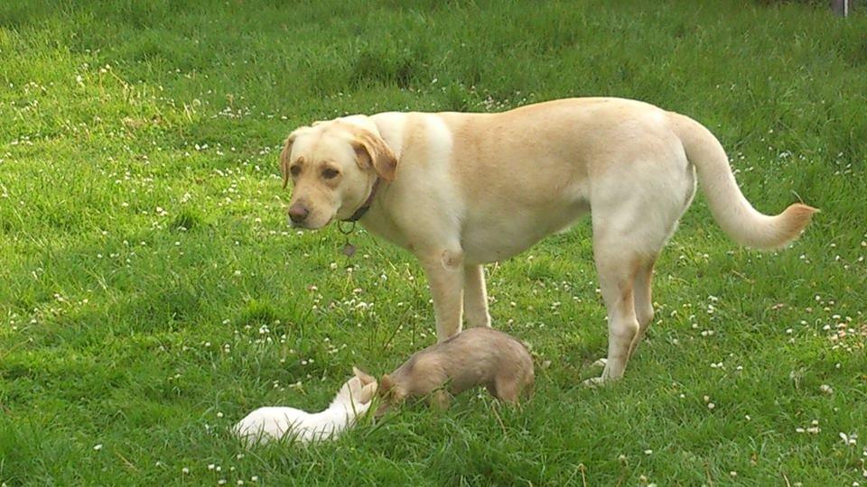 Blanding af racer Siggy billede 4