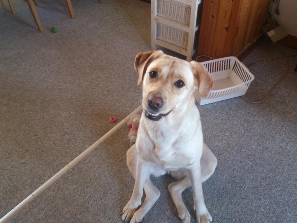 Blanding af racer Siggy billede 5