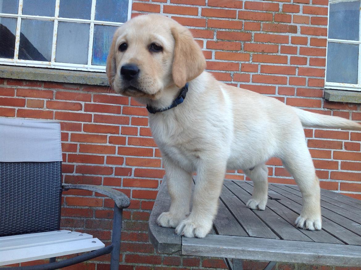 Labrador retriever Covo billede 1