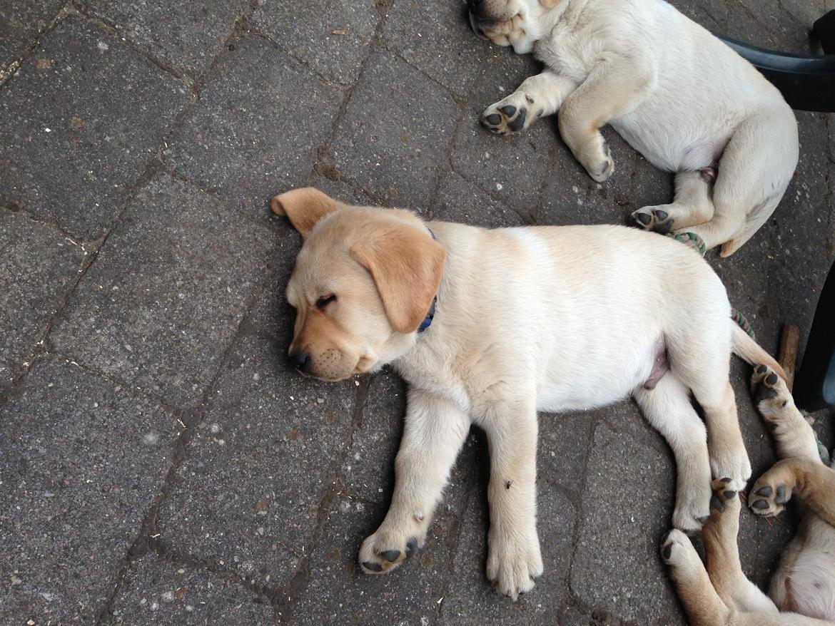 Labrador retriever Covo - Covo med sine søskende billede 2