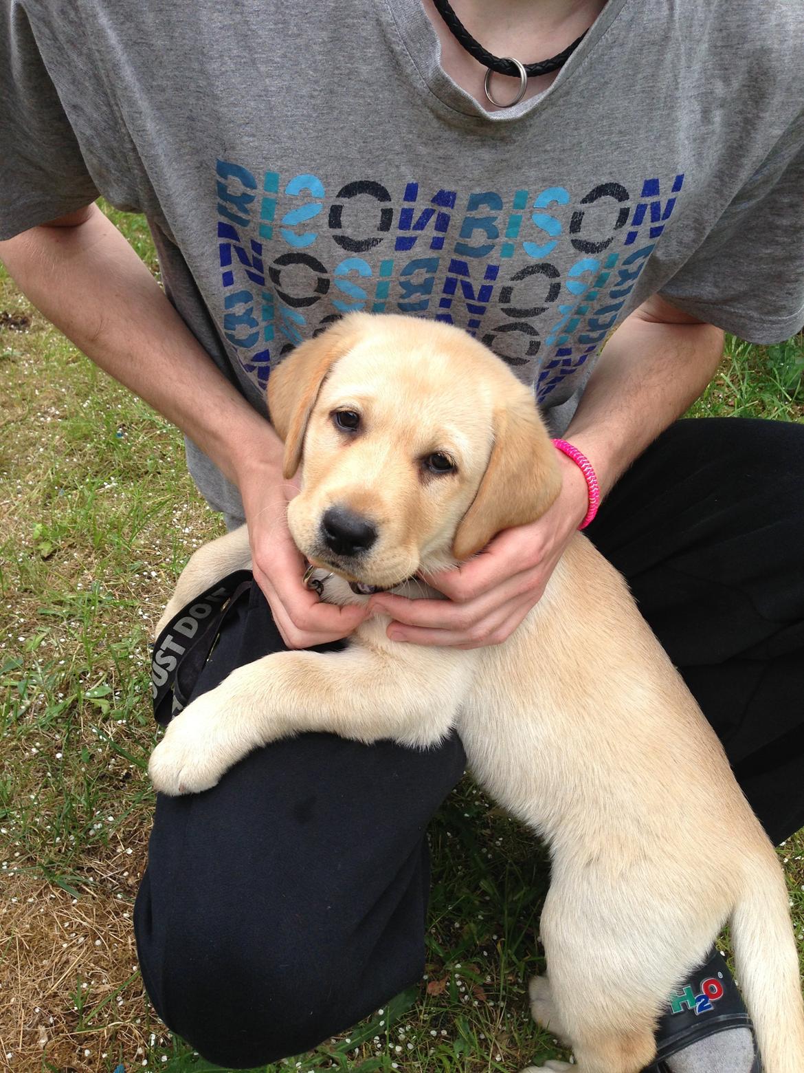 Labrador retriever Covo billede 3