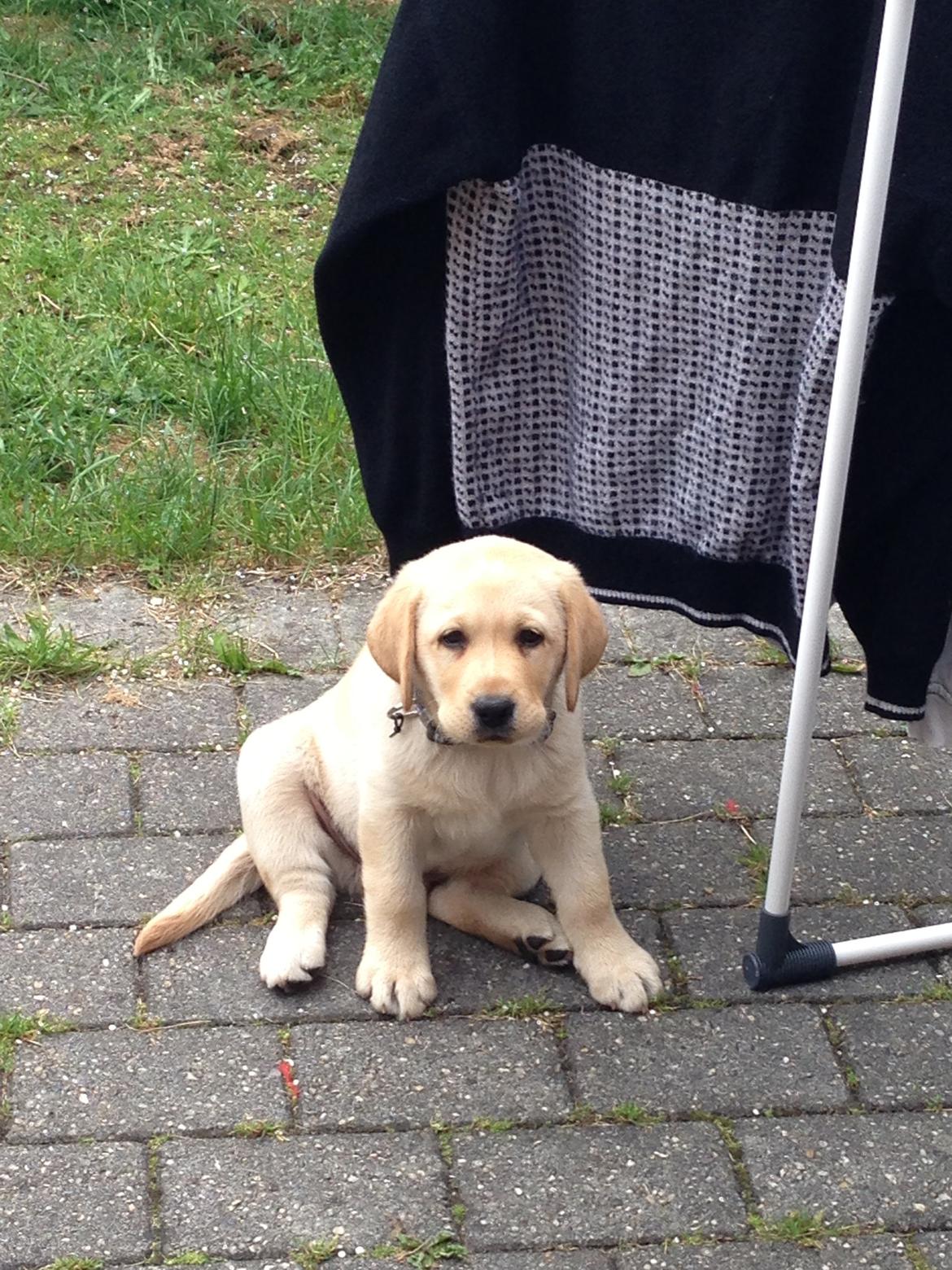 Labrador retriever Covo billede 4