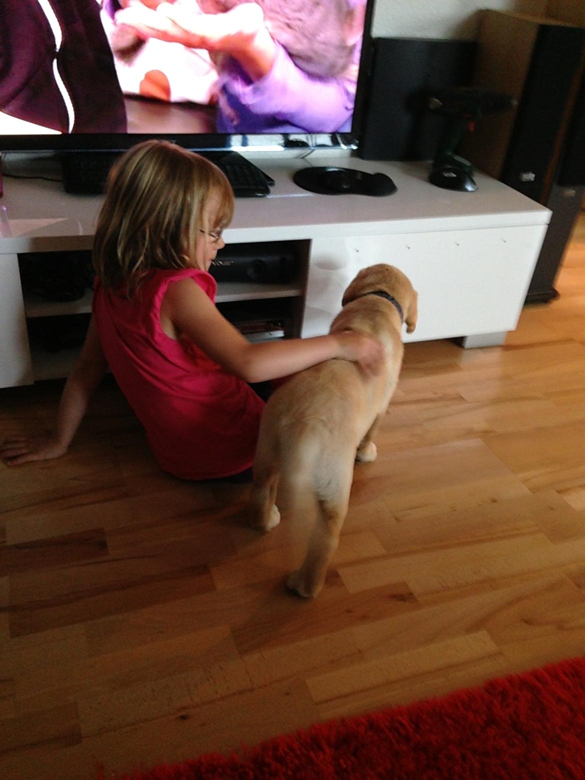 Labrador retriever Covo - Covo ser fjernsyn med min datter <3 billede 5