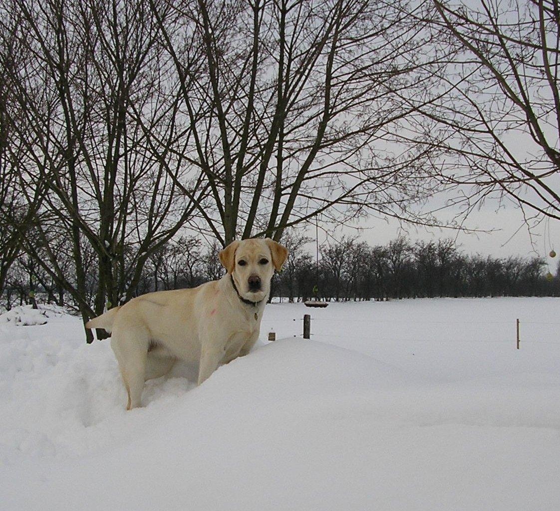 Labrador retriever Covo - Covo's lækre mor billede 15