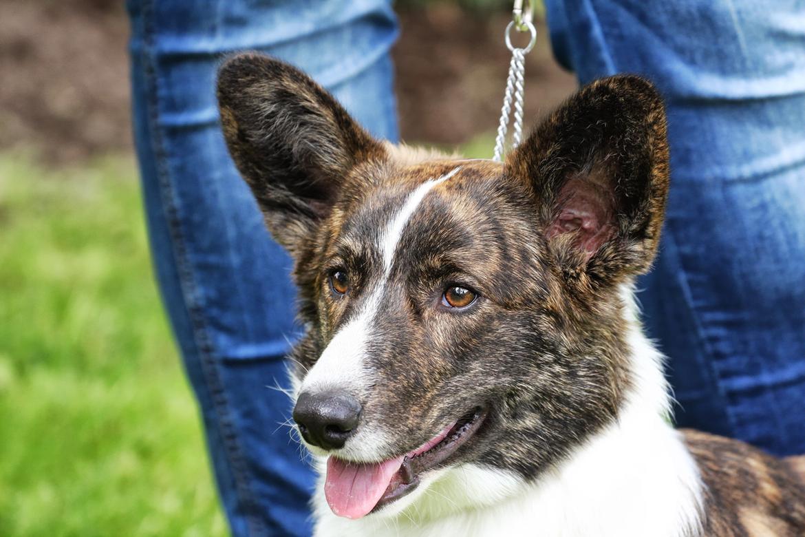 Welsh corgi cardigan Faarup Nixon - Flotte fyr. Foto: Mikkel S. Jensen billede 16