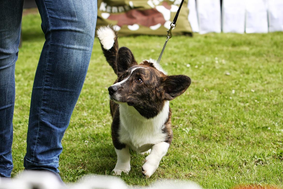 Welsh corgi cardigan Faarup Nixon - Foto: Mikkel S. Jensen billede 17
