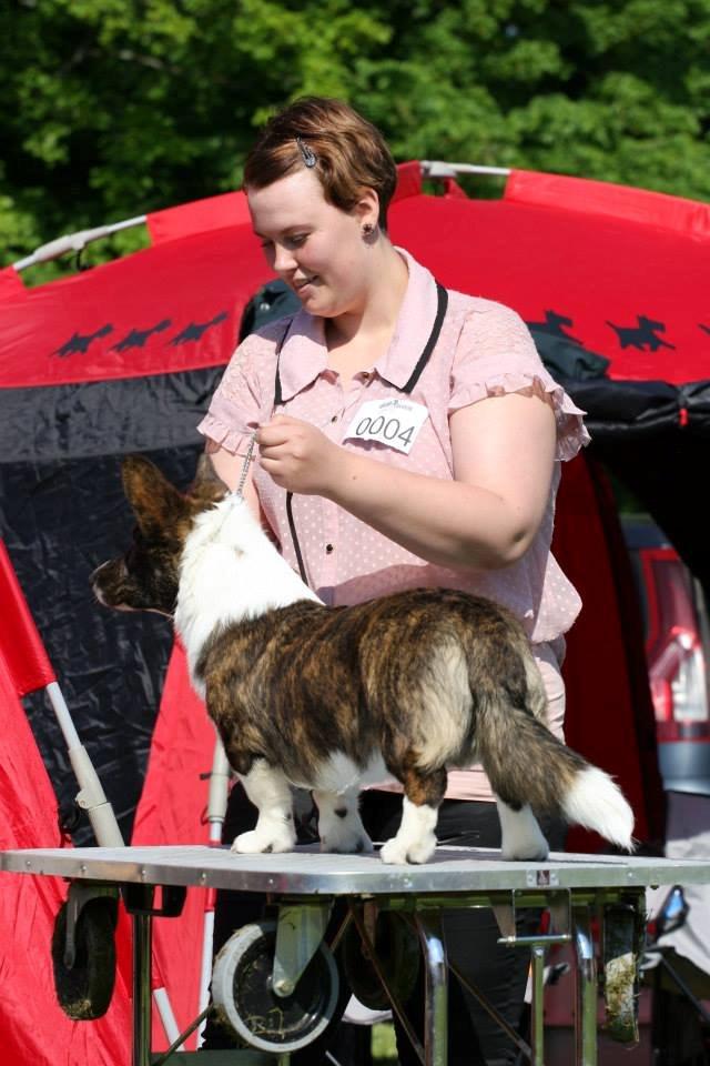 Welsh corgi cardigan Faarup Nixon - Foto: Mikkel S. Jensen billede 18