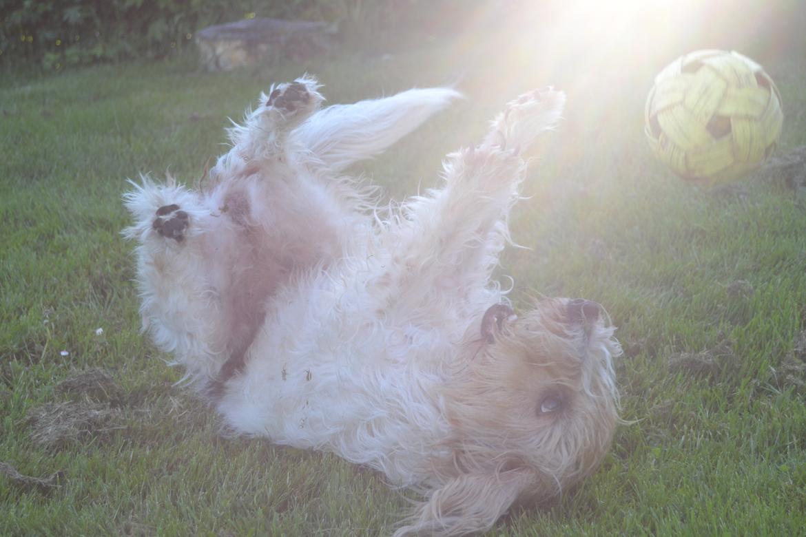 Blanding af racer Pjuske billede 14