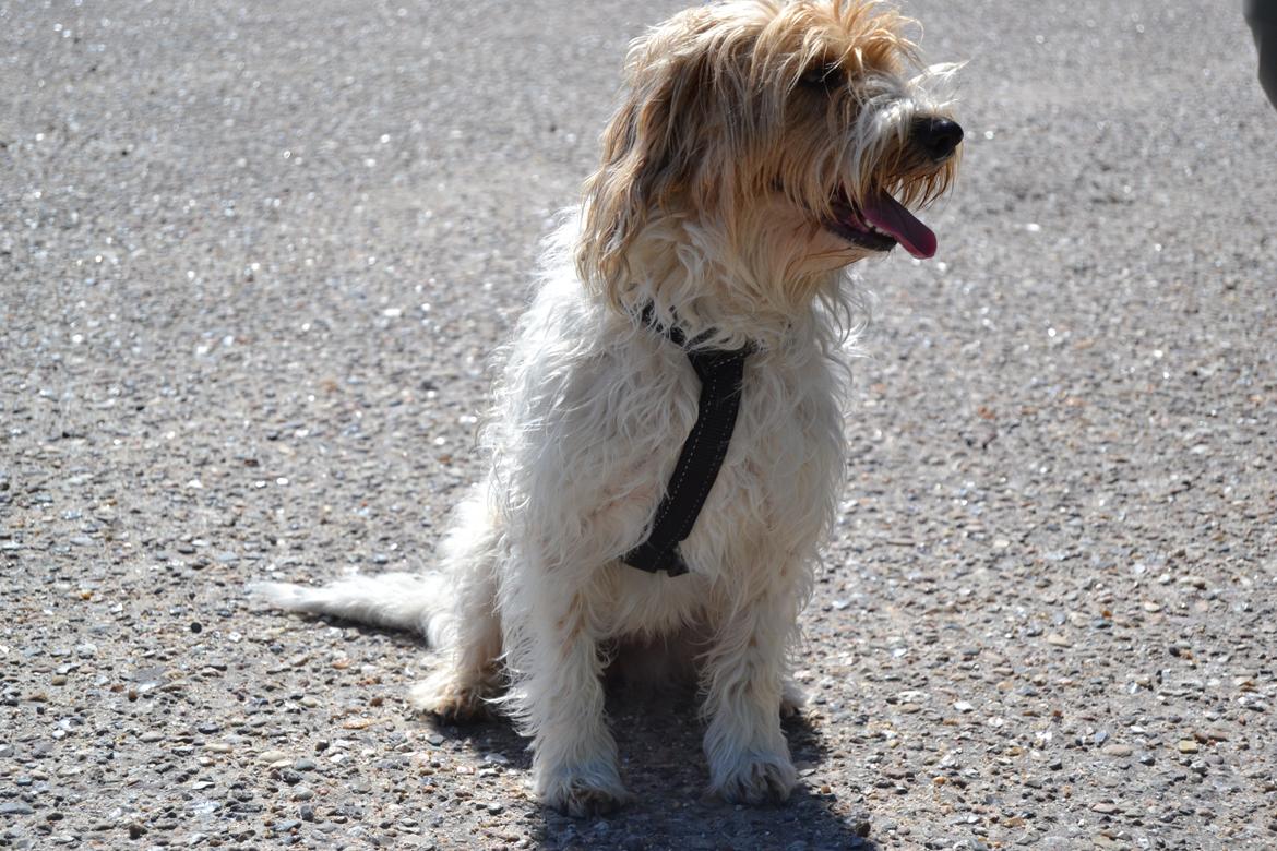 Blanding af racer Pjuske - Velkommen til pjuske's profil. :D billede 3