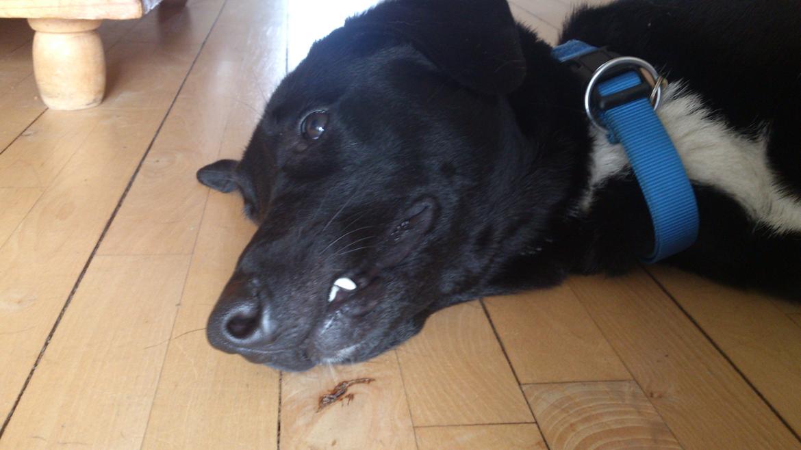 Blanding af racer Kvik  - Uha sikke en bisk og farlig hund :-P billede 18