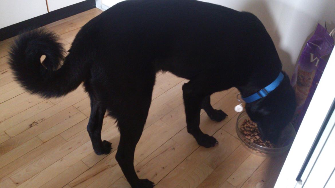 Blanding af racer Kvik  - Prøvede at få et billede af han flotte krølle på halen :-) Den er bare ikke helt oppe, øv billede 19