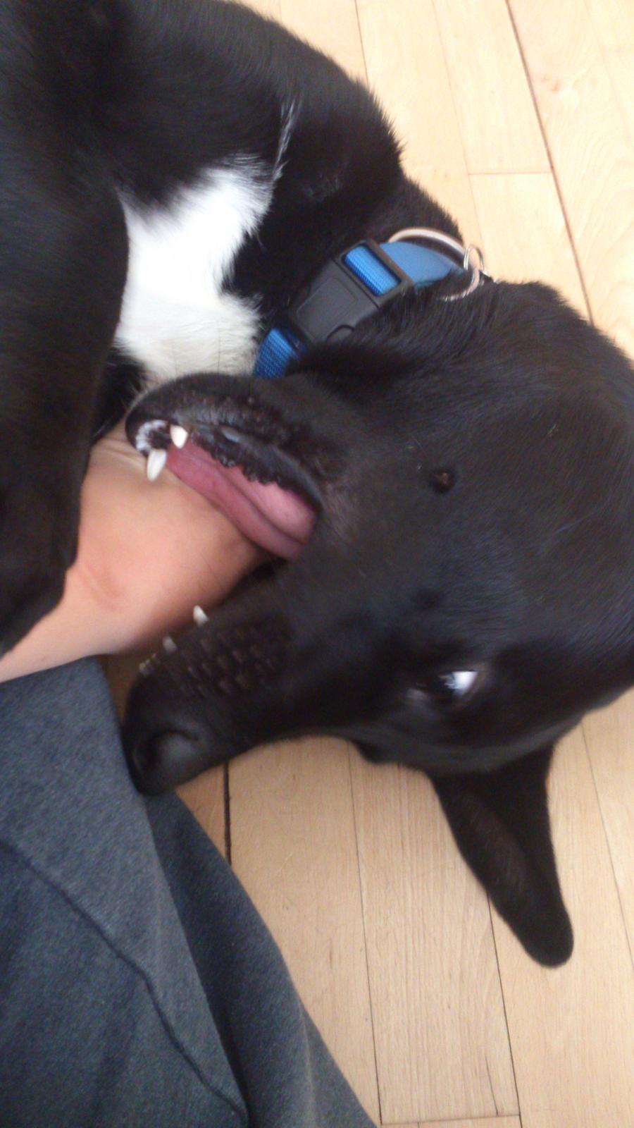 Blanding af racer Kvik  - Leger med mor :-D billede 20