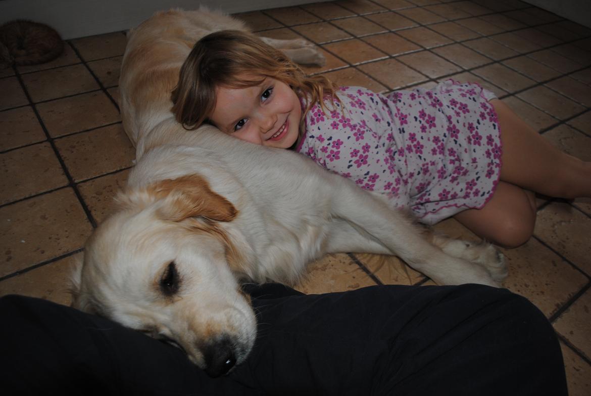 Golden retriever Silke billede 1