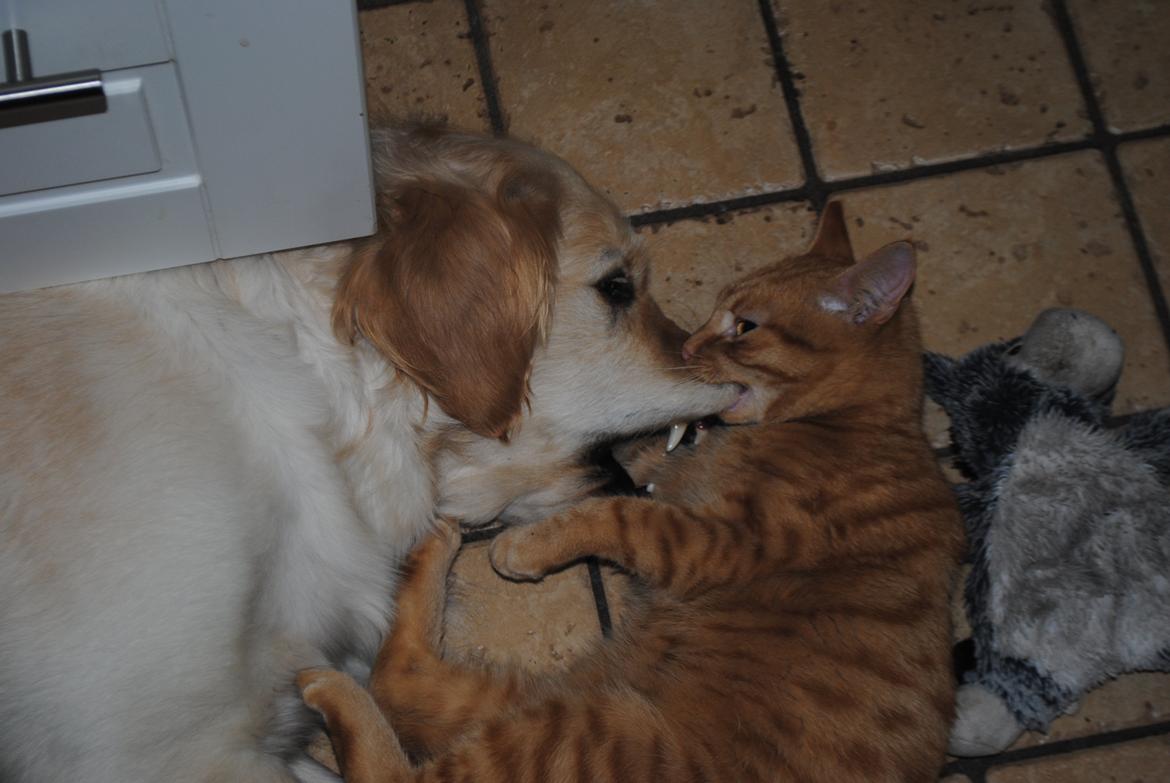 Golden retriever Silke billede 2
