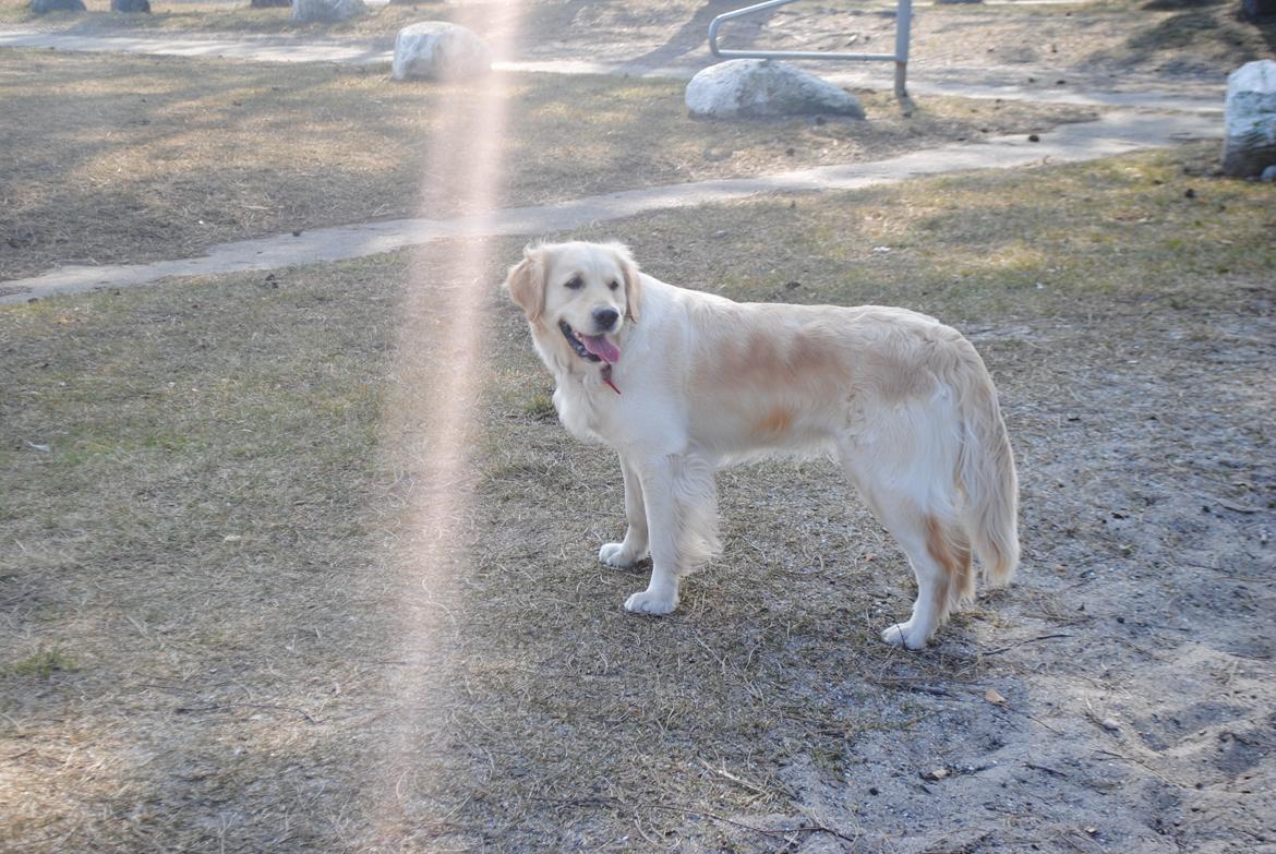 Golden retriever Silke billede 3