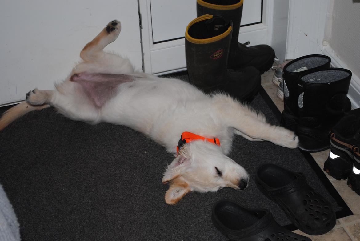 Golden retriever Silke billede 4