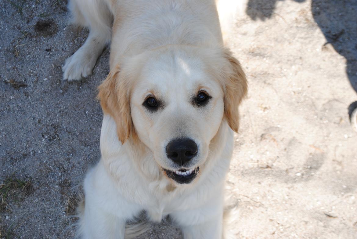 Golden retriever Silke billede 5