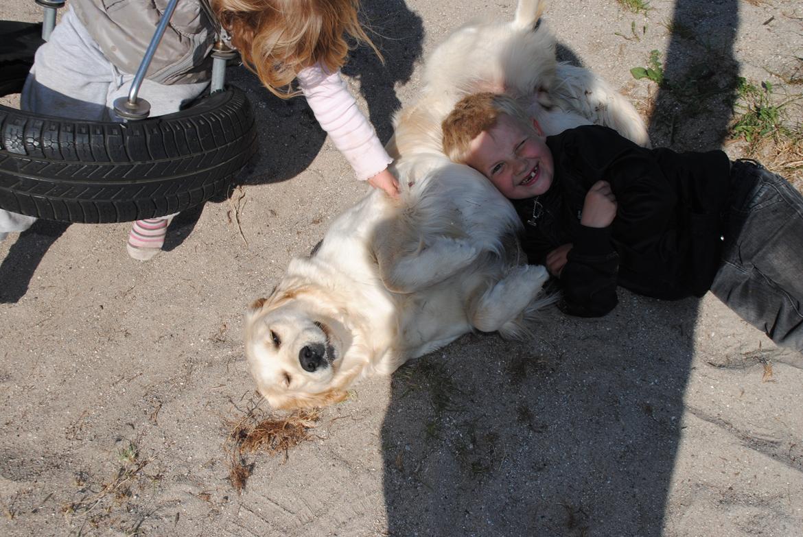 Golden retriever Silke billede 6