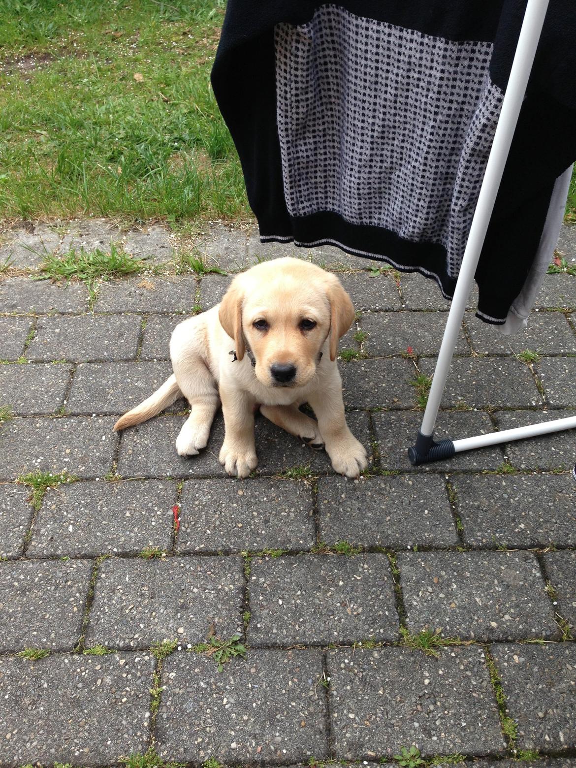 Labrador retriever Covo billede 6