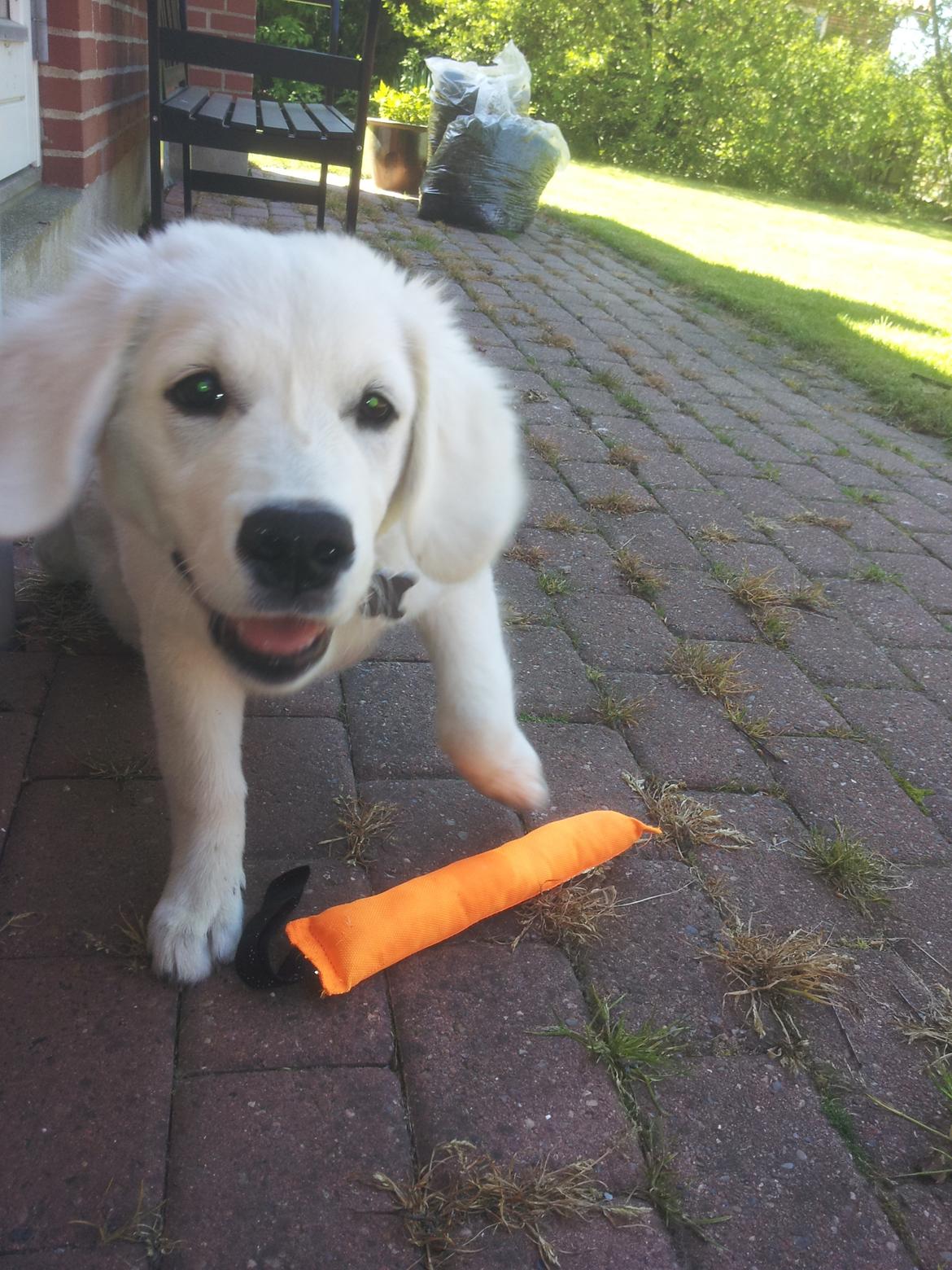 Golden retriever Merle billede 13