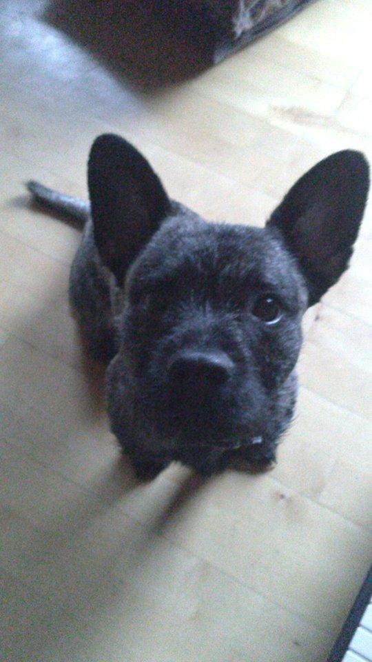 Blanding af racer Oscar Ozzy Osmand - Dagen efter vi fik ham billede 10