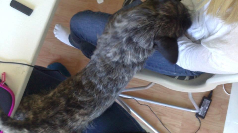 Blanding af racer Oscar Ozzy Osmand - Balancegang. Nogle gange ligger han også sådan her ;) billede 11