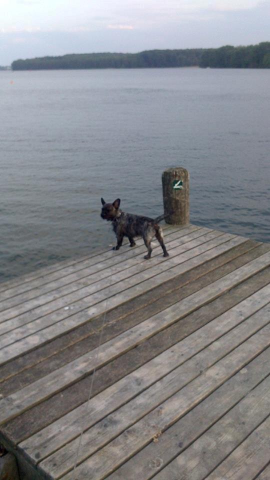 Blanding af racer Oscar Ozzy Osmand - På stranden :) billede 13