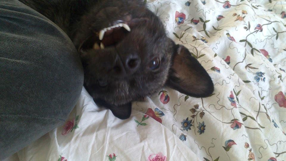 Blanding af racer Oscar Ozzy Osmand billede 14