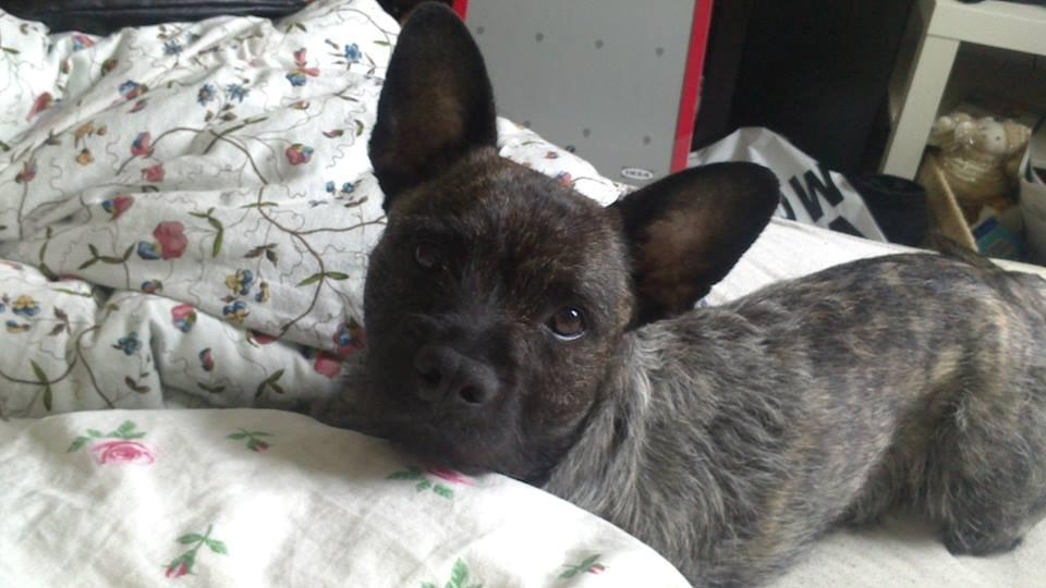 Blanding af racer Oscar Ozzy Osmand - Oscarmand <3 billede 7